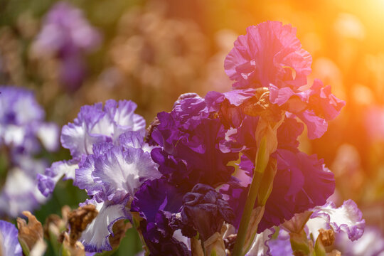 Irises Purple Flowers Blossom: Purple irises bloom in garden under warm sunlight for beauty and fresh floral scent.