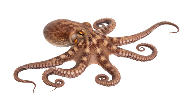 Brown octopus PNG isolated on transparent background, marine animal with tentacles and suction cups for seafood and ocean life concepts - Powered by Adobe