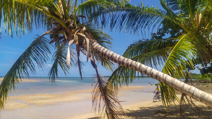 Paraíso Beach reveals crystal blue waters framed by a lone palm tree on Boipeba Island, Bahia, Brazil.