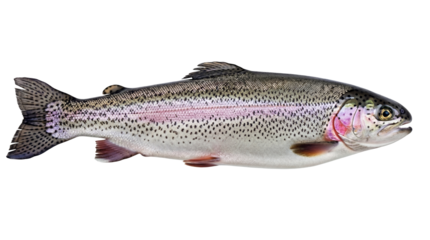Rainbow trout isolated PNG on transparent background, freshwater fish with colorful iridescent stripe and black spots for food and fishing concepts