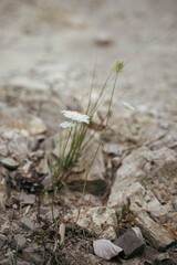 Petite fleur blanche poussant dans sol aride et caillouteux, concept résilience nature et sécheresse