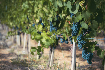 Rangée de vignoble et grappes de raisins mûrs, fil de support, paysage terroir viticulture, récolte © sam5985