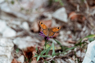 Papillon orange posé sur une fleur violette, pollinisation insecte montagne, biodiversité macro