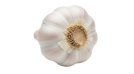 Fresh garlic bulb isolated PNG on transparent background, healthy cooking ingredient for flavoring and culinary use, aromatic vegetable