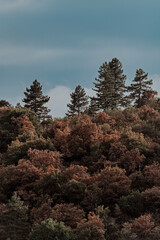 Paysage forestier de montagne en automne, mélange pins et chênes sur pente, ambiance nature sauvage