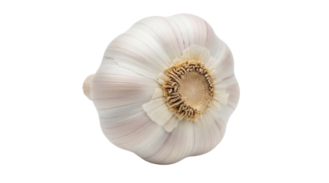 Fresh garlic bulb isolated PNG on transparent background, healthy cooking ingredient for flavoring and culinary use, aromatic vegetable
