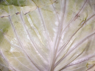 Close Up Macro Texture Of Fresh Green And White Cabbage Leaf Veins 