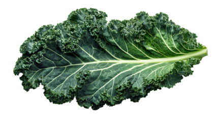 Curly kale leaf isolated.