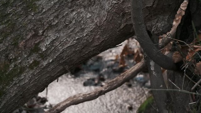 大木の傾く森の中の小さな川の流れ