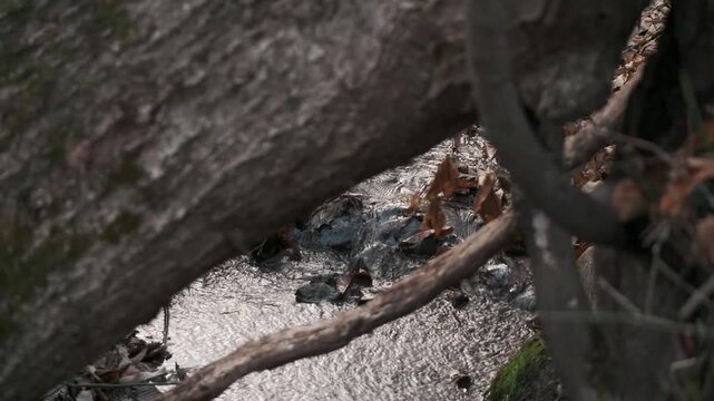 大木の傾く森の中の小さな川の流れ