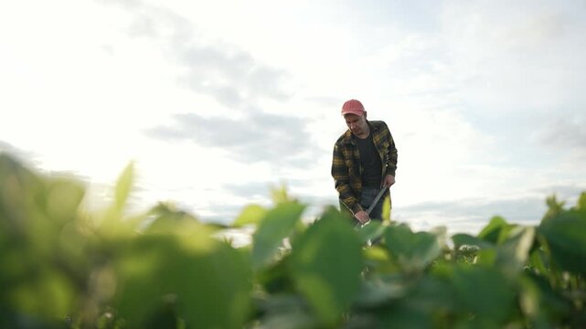 Farmer hoeing soybean crop on farm. Dedicated farmer working soybean field with hoe. Agricultural worker maintaining soybean crops. Hoeing for better yield. Farmer hat and plaid shirt working on farm.