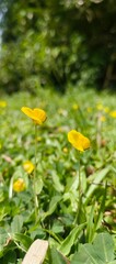 Sunlit yellow buttercup flowers in a vibrant green grass field, a serene and beautiful natural background of a spring meadow