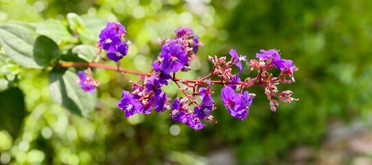 Vibrant Purple Flowers Blooming on a Branch, a Captivating Close-up Showcasing Delicate Petals and Lush Green Foliage in a Serene Garden Setting