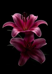 Two deep pink lilies bloom against a dark background.