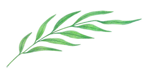 Watercolor tropical leaves on branch isolated on white. Botanical illustration of exotic jungle leaf in simple sketch style for posters, eco design projects, summer textile prints, packaging or cards.