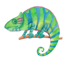 Watercolor illustration of colorful chameleon on wooden branch isolated on white. Tropical animal clipart with striped lizard for wildlife designs, educational materials, children's projects, prints.