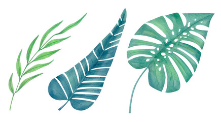 Watercolor tropical leaves set isolated on white. Botanical illustration of exotic jungle foliage in green and blue tones for posters, packaging, eco design projects, summer textile prints or patterns