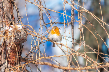 Cute bird the European Robin, Erithacus rubecula. sitting on the tree branch in winter.