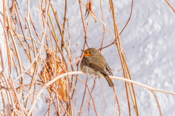 Cute bird the European Robin, Erithacus rubecula. sitting on the tree branch in winter.
