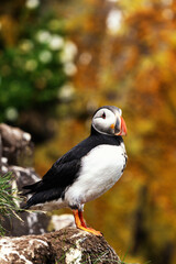 close-up view of an Atlantic or Common Puffin in the East Fjords of Iceland
