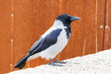 Side closeup of hooded crow perched on low wall, with bright orange background, Budapest, Hungary