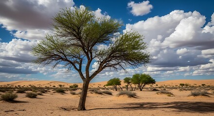 Sparse trees thrive in a sandy desert landscape under a cloudy blue sky.