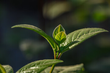 Young Shoots and Leaves in Natural Light