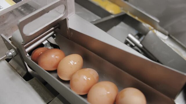 Industrial Egg Breaking and Shell Separation on Production Line