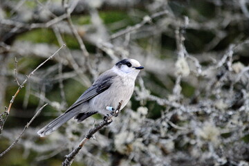 Canada Jay (also known as a Gray Jay or Whiskey Jack) perched on a tree branch in Algonquin Park, Ontario, Canada.