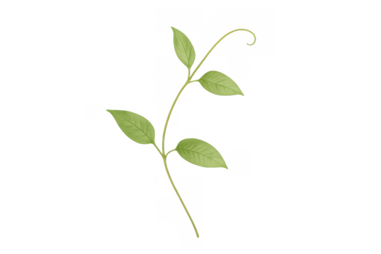Green vine plant stem growing with fresh leaves, showing natural progress and new life on transparent background - Powered by Adobe
