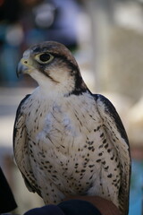 un aigle