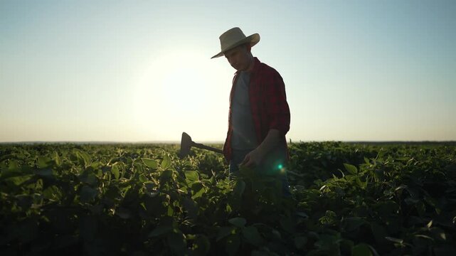 Farmer with hoe in soybean field at sunset. Silhouette farmer tending soybean plants in nature. Rural lifestyle working with hoe in soybean field. Concept agriculture soybean cultivation in nature.