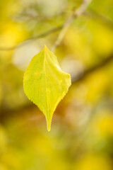 가을 들판 노란색으로 물든 나뭇잎 클로즈업 사진 