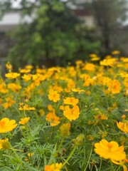 Golden Flowers In Sunlight
