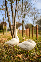 가을 공원 들판의 한쌍의 거위 