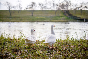 호수를 바라보고 있는 흰색의 거위 한쌍 