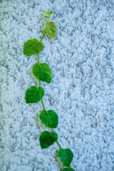 돌벽 위에 자라고 있는 녹색의 넝쿨 