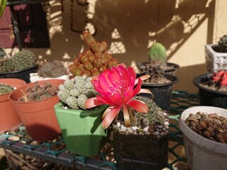Vibrant pink cactus flower blooming among potted succulents, bringing desert beauty to your home garden with a touch of southwestern charm and natural elegance