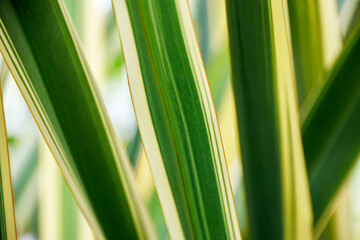 close-up shot long green leaves
