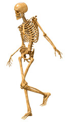 3D Rendering Human Skeleton on White