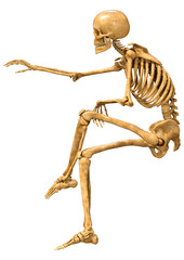 3D Rendering Human Skeleton on White