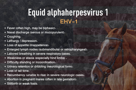 &ldquo;Equine Herpesvirus Type 1 (EHV-1) Clinical Symptoms Explained &ndash; Equid Alphaherpesvirus Infographic for Horses&rdquo;