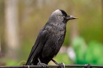 A chew which is collecting coins