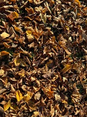Fallen colorful maple leaves on ground in autumn city park. Withered colorful tree leaves lying on the earth in autumn . Carpet of autumn leaves . Fallen Brown Leaves on Autumn Ground .