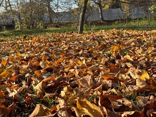 Fallen colorful maple leaves on ground in autumn city park. Withered colorful tree leaves lying on the earth in autumn . Carpet of autumn leaves . Fallen Brown Leaves on Autumn Ground .
