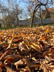 Fallen colorful maple leaves on ground in autumn city park. Withered colorful tree leaves lying on the earth in autumn . Carpet of autumn leaves . Fallen Brown Leaves on Autumn Ground .