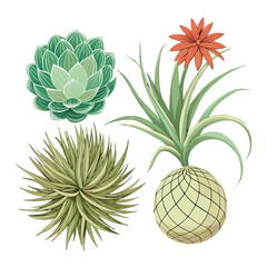 Tillandsia Air Plants Vector Collection