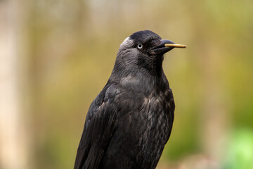 A chew which is collecting coins