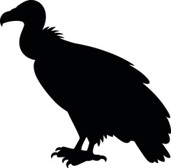 Black vulture silhouette standing white bird