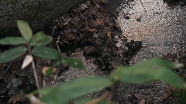 大木の傾く森の中の小さな川の流れ